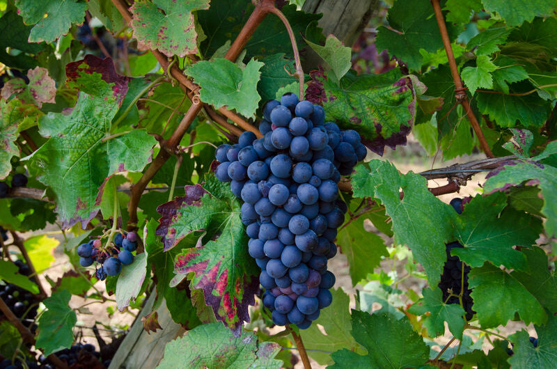 Barbera