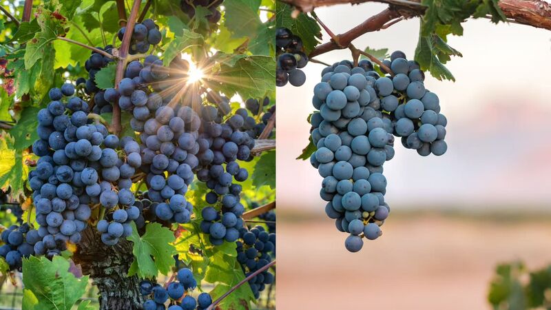  Shiraz