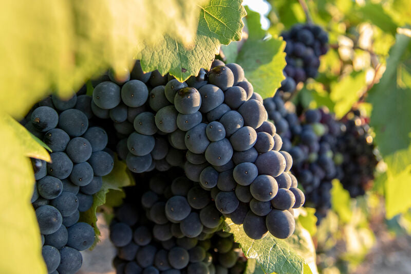 Pinot Noir Blend