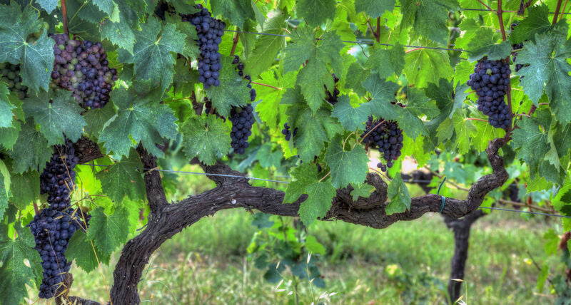Primitivo