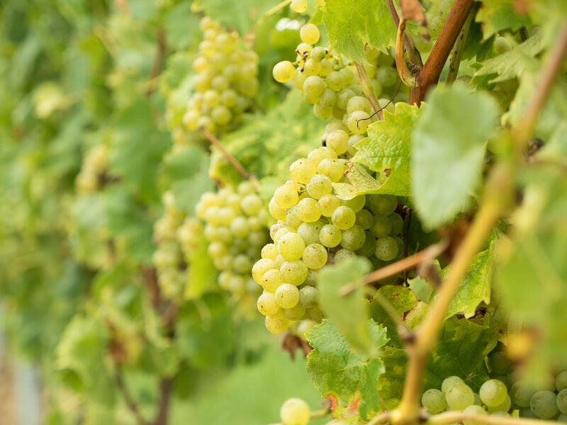 Riesling