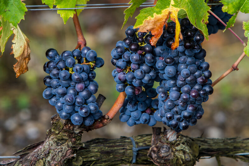 Sangiovese