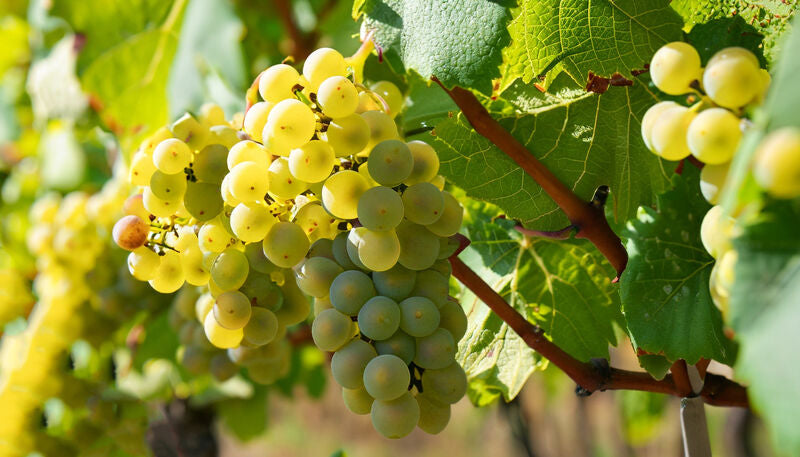 Semillon